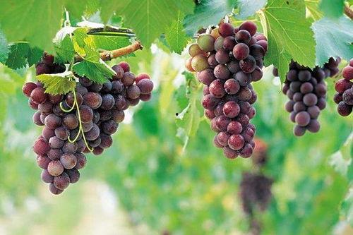 网红吃瓜葡萄图片大全,甜蜜瞬间大盘点